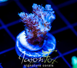 JF WEED EATER ACRO