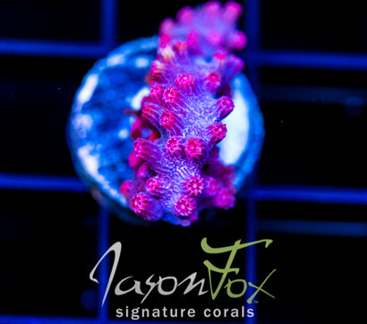 JF PINK BRANCHING CYPHASTREA