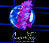 JF PINK BRANCHING CYPHASTREA