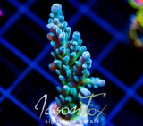 JF LEMONGRASS ACRO