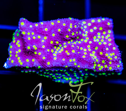 JF YELLOW FEVER MONTI XL FRAG