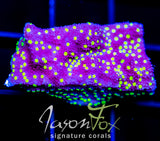 JF YELLOW FEVER MONTI XL FRAG