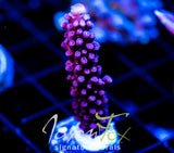 JF DEEP PURPLE STAG