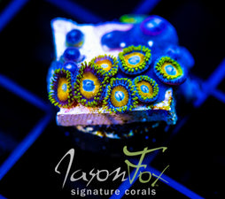 JF AUSSIE SCAMBLED EGG ZOAS