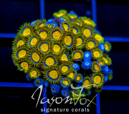 JF SUNFLOWER ZOAS XL FRAG