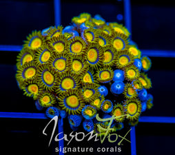 JF SUNFLOWER ZOAS XL FRAG