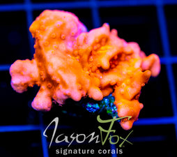 JF RED HOT SETOSA