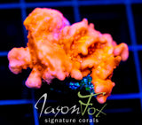 JF RED HOT SETOSA