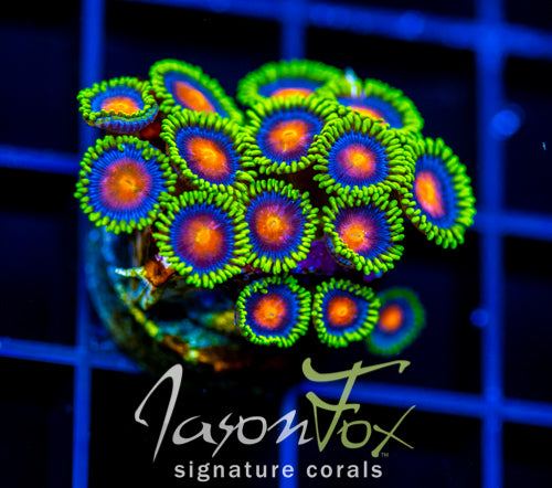 JF DRAGON EYES ZOAS