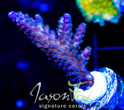 JF COOLERS CHAMPAGNE ACRO XL FRAG
