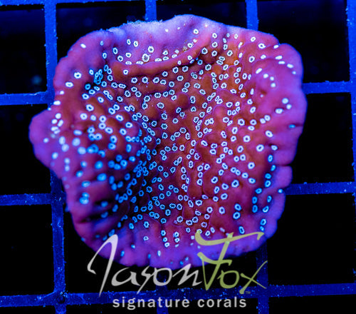 TYREE MONTI UNDATA XL FRAG