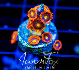 JF ORANGE ZOA NEED NAME (NEW RELEASE)