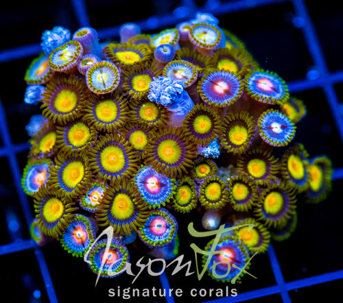 JF SUNFLOWER ZOAS COMBO XXL FRAG