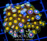 JF SUNFLOWER ZOAS COMBO XXL FRAG