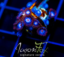 JF COSMIC ECLIPSE ZOAS