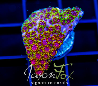 JF PURPLE HAZE GONI