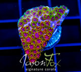 JF PURPLE HAZE GONI