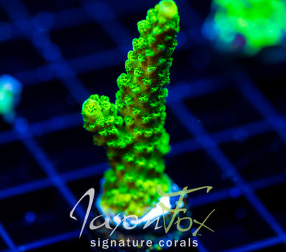 GREEN SLIMER ACRO