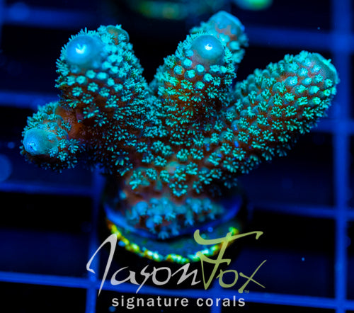 JF AUTUMN BLAZE ACRO