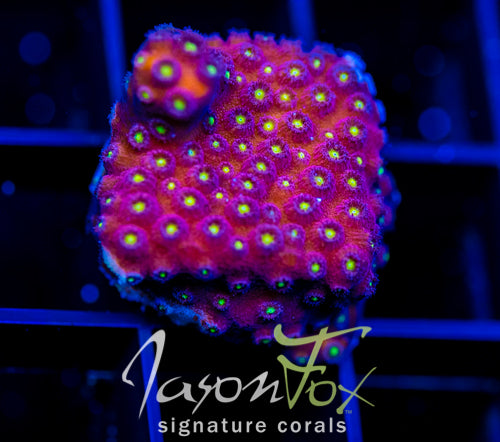 BLING BLING CYPHASTREA