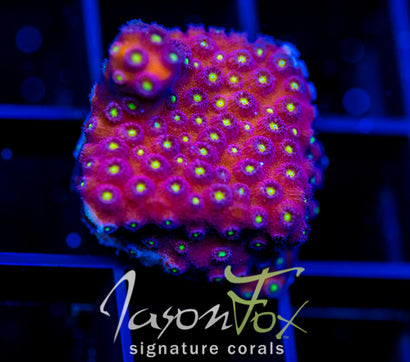 BLING BLING CYPHASTREA