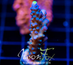 WWC YELLOW TIPS ACRO