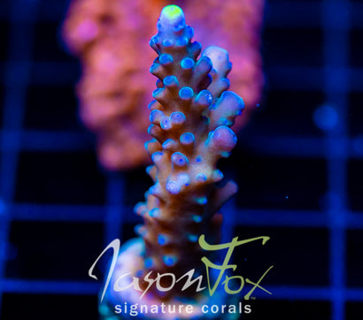 WWC YELLOW TIPS ACRO