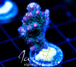 JF BLUE MONSTER MILLI