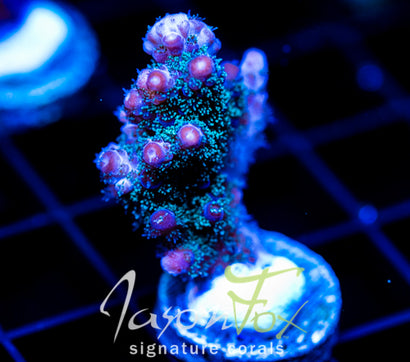 JF BLUE MONSTER MILLI
