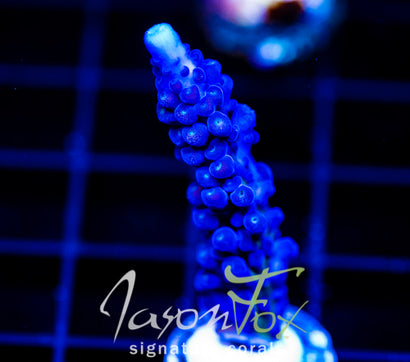 JF FRANKIES KRYPTONITE ACRO