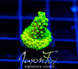 GREEN SLIMER ACRO