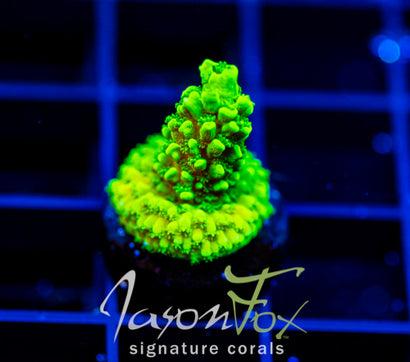 GREEN SLIMER ACRO