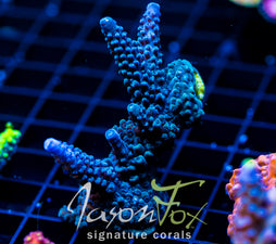 JF SNAKE HEAD ACRO 2" COLONY