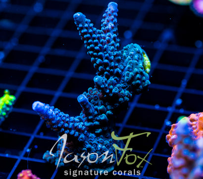 JF SNAKE HEAD ACRO 2" COLONY