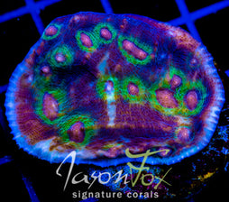 JF PINKEY PIE CHALICE XL FRAG