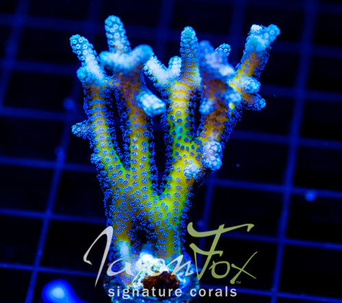 JF ENCHANTED FOREST BN 2" COLONY