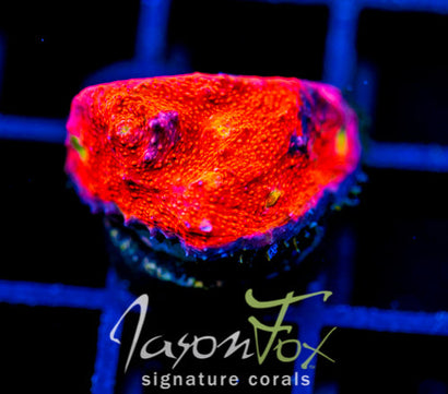 JF PINK BOOBIES CHALICE