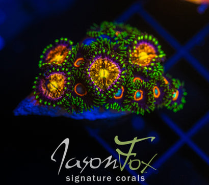 NIRVANA ZOAS COMBO XL FRAG