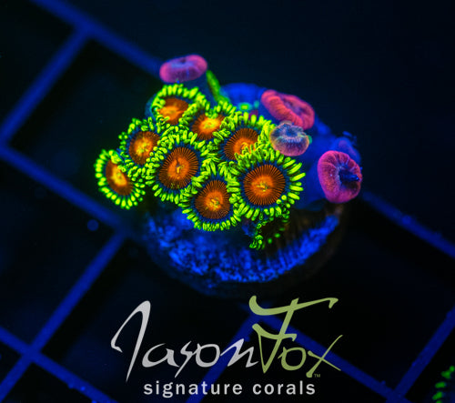 JF SPITFIRE ZOAS COMBO