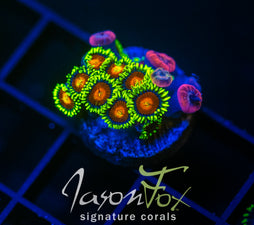 JF SPITFIRE ZOAS COMBO