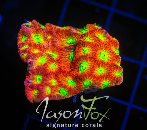 JF DAY GLO FAVIA