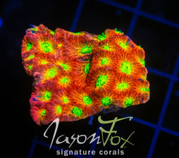 JF DAY GLO FAVIA