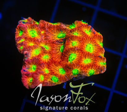 JF DAY GLO FAVIA