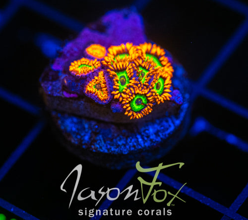 JF VEGAS STRIPS ZOAS