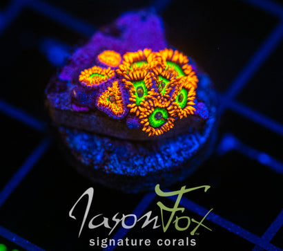 JF VEGAS STRIPS ZOAS