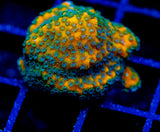 JF SWEET TOOTH MONTI