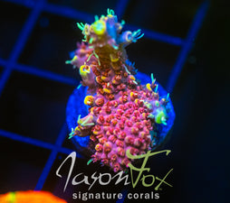 JF CIRCUS FREAK ACRO 1" FRAG