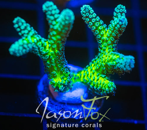 JF ENCHANTED FOREST BN