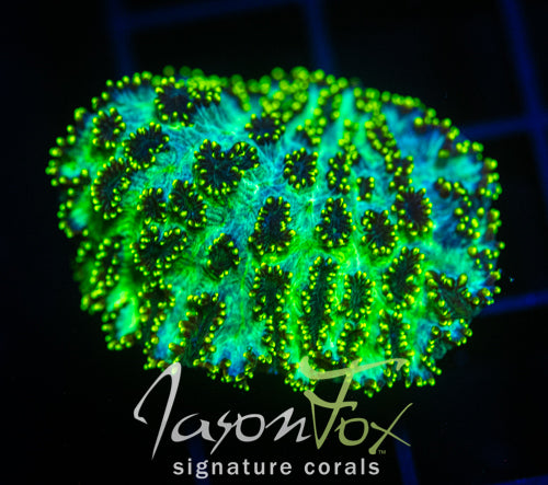 JF MAGIC CARPET HYDNO