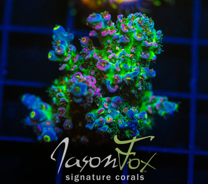 JF TRIP HOP TENIUS XXL FRAG